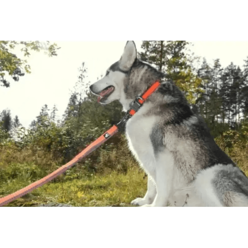 Laisse pour chien TrueLove avec amorti antichoc et ceinture mains libres, husky gris et blanc avec collier orange