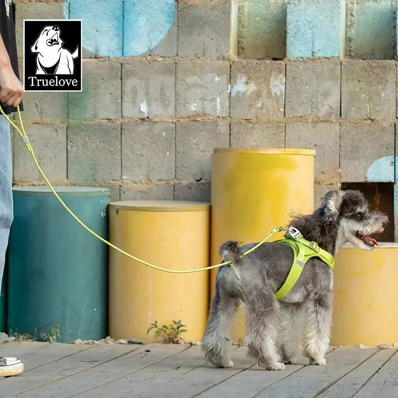 Laisse pour chien Truelove en argenté avec harnais lime vert pour schnauzer