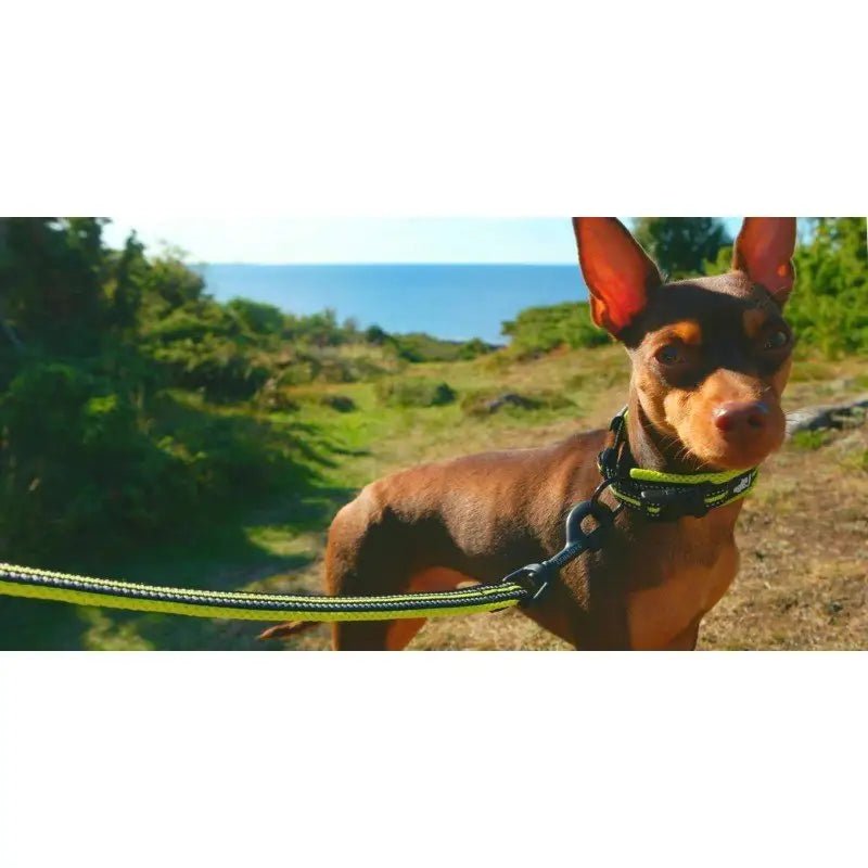 Photographie d’un chien miniature pinscher brun avec laisse courte Truelove réfléchissante 110 cm