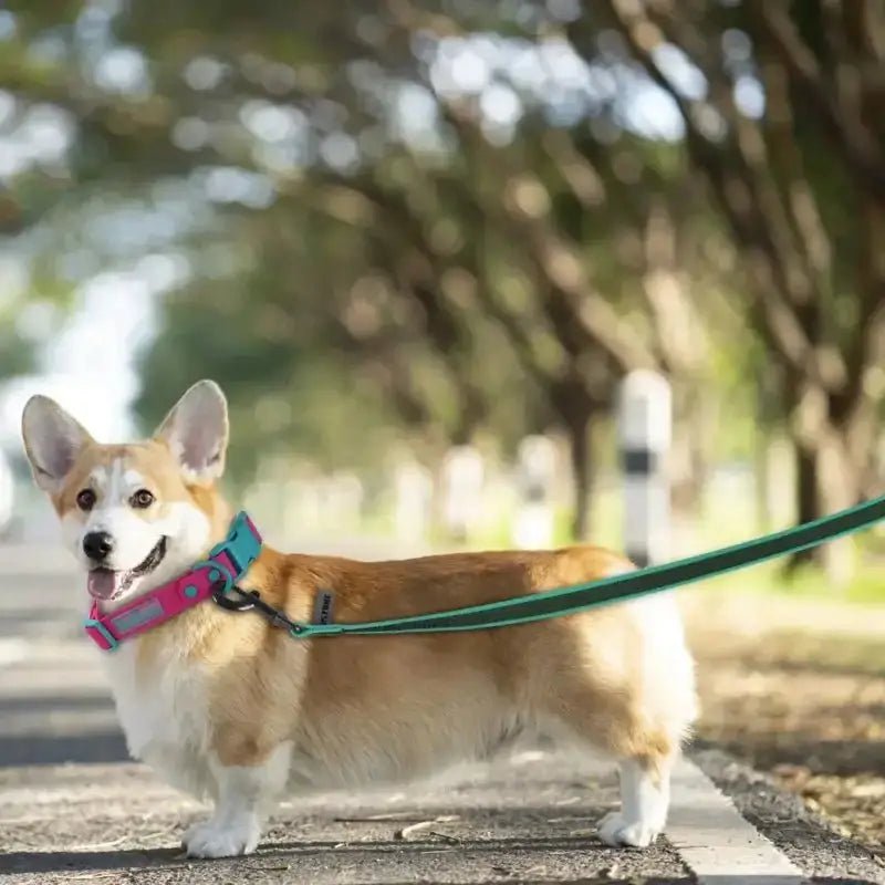 Corgi avec une laisse souple pour promenade en liberté contrôlée, collier rose et bleu