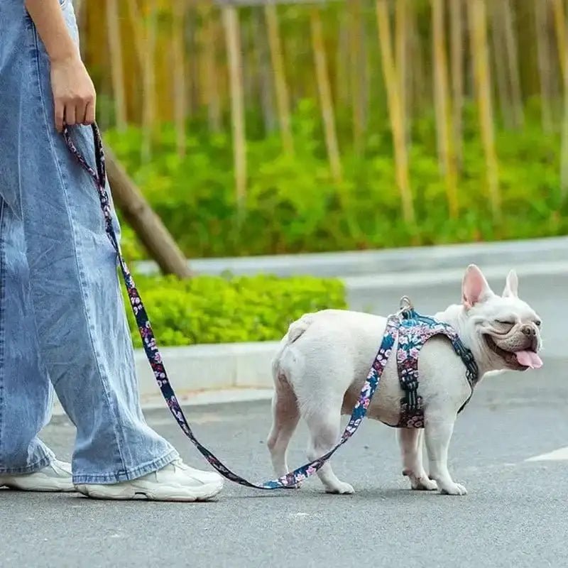Photo d’un bouledogue blanc avec harnais floral, idéal pour une laisse truelove solide