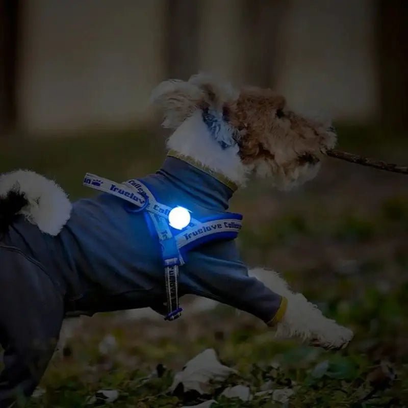 Chien Wire Fox Terrier portant un harnais réfléchissant avec lampe led Truelove