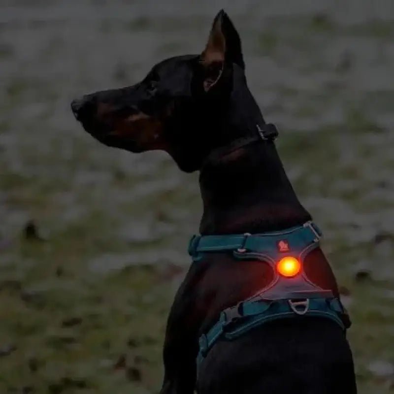 Lampe LED Truelove pour collier et harnais de chien noir Doberman avec lumière rouge-orange