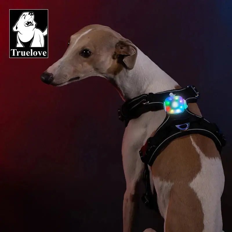 Chien portant un harnais noir avec lampe led Truelove colorée et lumineuse, rechargeable et étanche