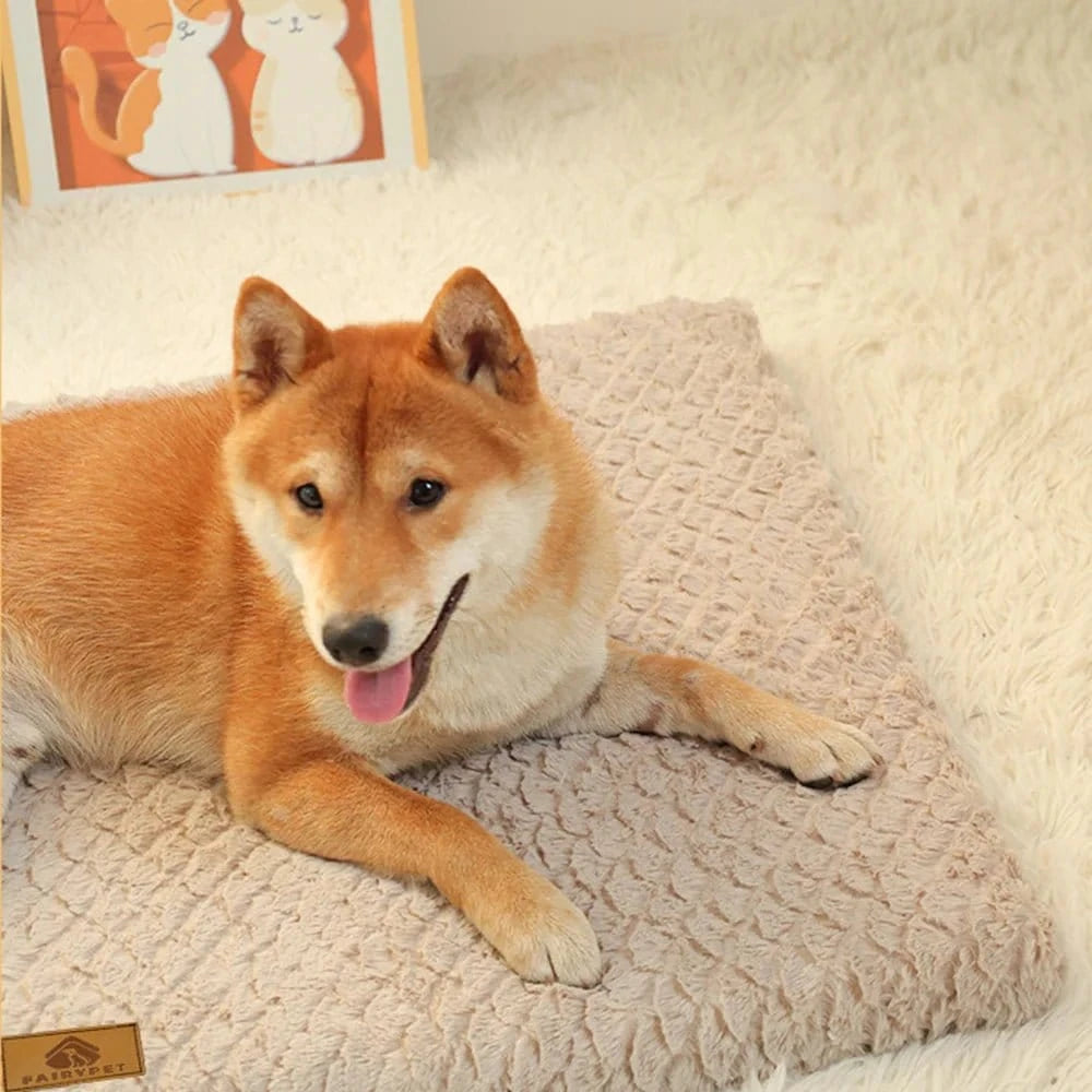 Shiba Inu beige sur lit orthopédique avec mousse à mémoire et couche protectrice