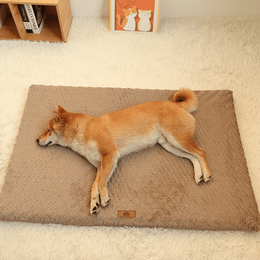 Chien Shiba Inu tan sur un lit orthopédique en mousse à mémoire de forme