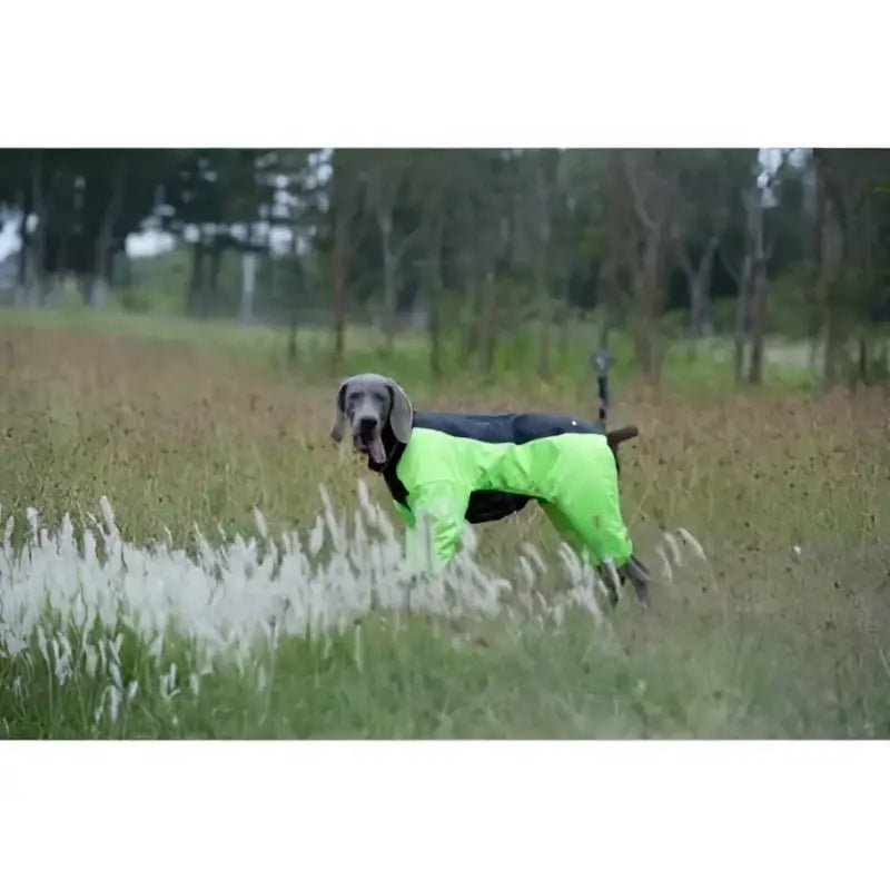 Weimaraner portant manteau pour chien Truelove Arctique réversible et imperméable