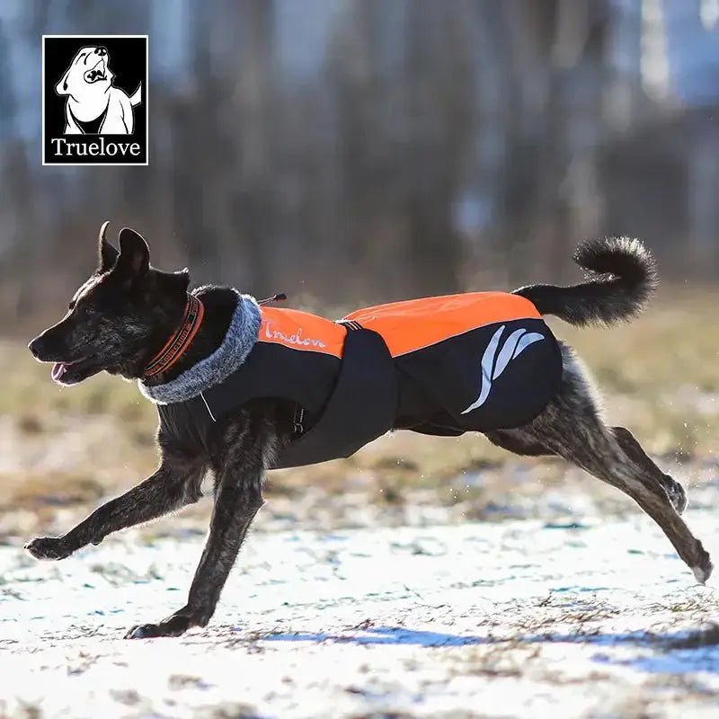 Brindle chien Truelove Snow portant un manteau d’hiver imperméable orange et noir