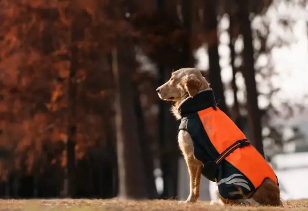 Golden retriever portant un gilet orange et noir Truelove Snow, imperméable et chaud