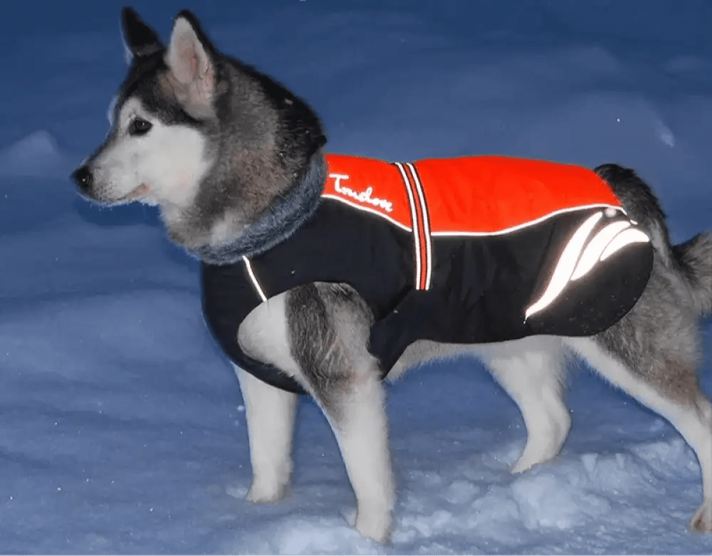 Manteau pour chien Truelove Snow imperméable et chaud avec reflet, chien Truelove Snow