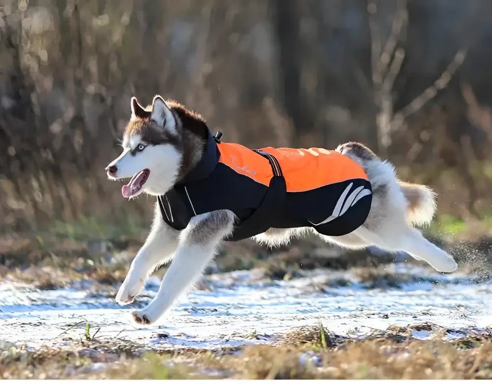 Manteau pour chien Truelove Spring imperméable, respirant avec bandes réfléchissantes