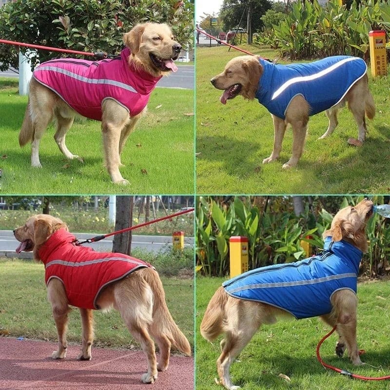 Chien en veste imperméable chaude avec reflets, idéale pour grands chiens