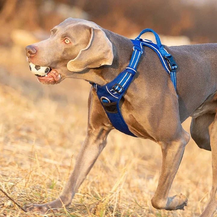 Harnais Truelove pour chien avec confort optimal, accessoire pour chien idéal