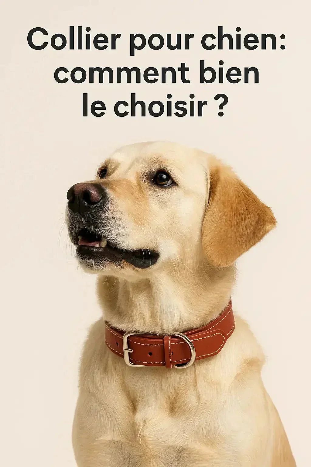 Choisir le Meilleur Collier Chez Pattes Accessoires pour Chien - Pattes et Trésors