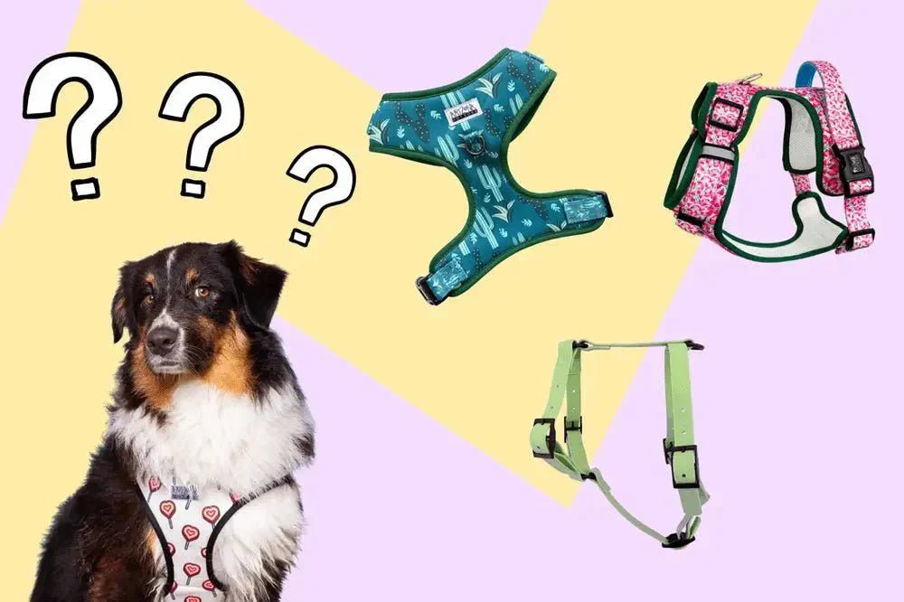 Comment Choisir le Harnais Idéal pour Votre Chien ? - Pattes et Trésors