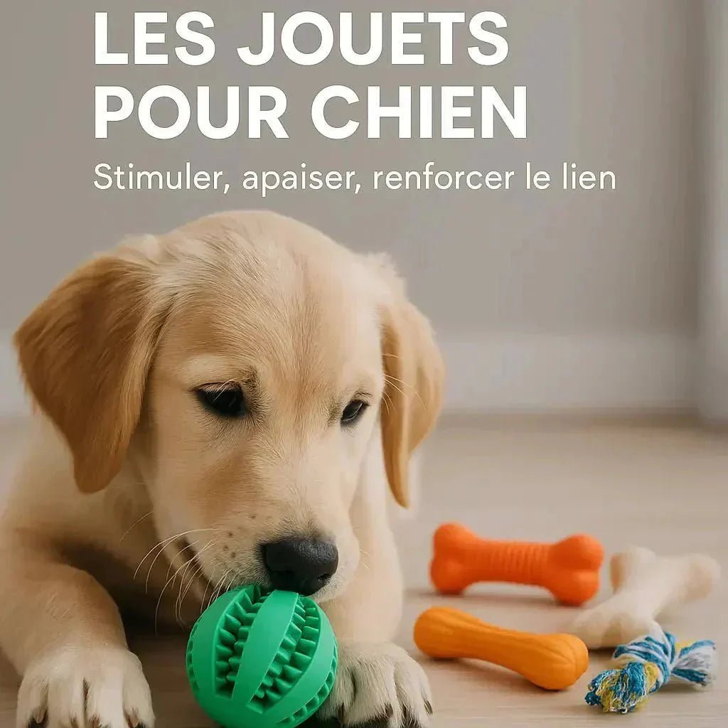 Jouets pour Chien Essentiels pour le Bien-être Chez Pattes - Pattes et Trésors