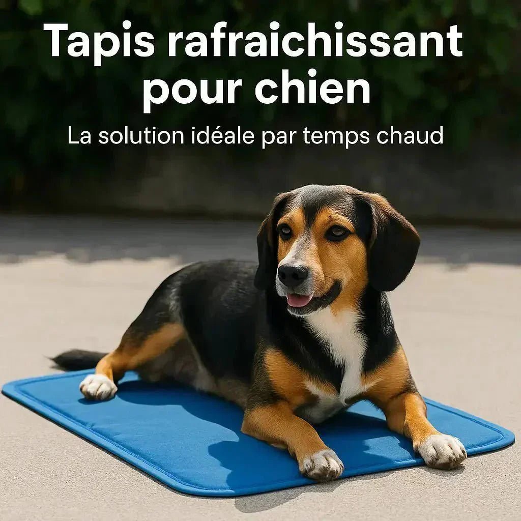 Tapis rafraîchissant pour chien : confortable en l’été - Pattes et Trésors