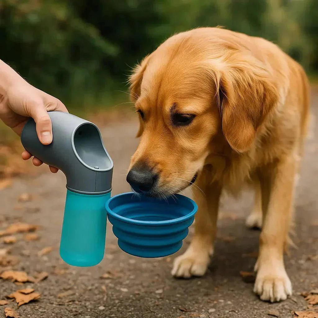 Voyagez Sereinement avec Chez Pattes et ses Accessoires pour Chien - Pattes et Trésors