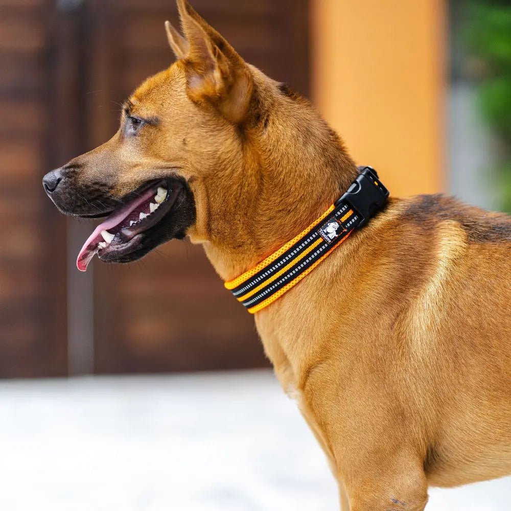Collier pour chien Truelove résistant et élégant