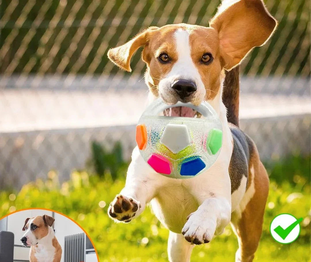 Beagle avec jouet balle caoutchouc résistant et sifflet intégré, parfait pour jouer