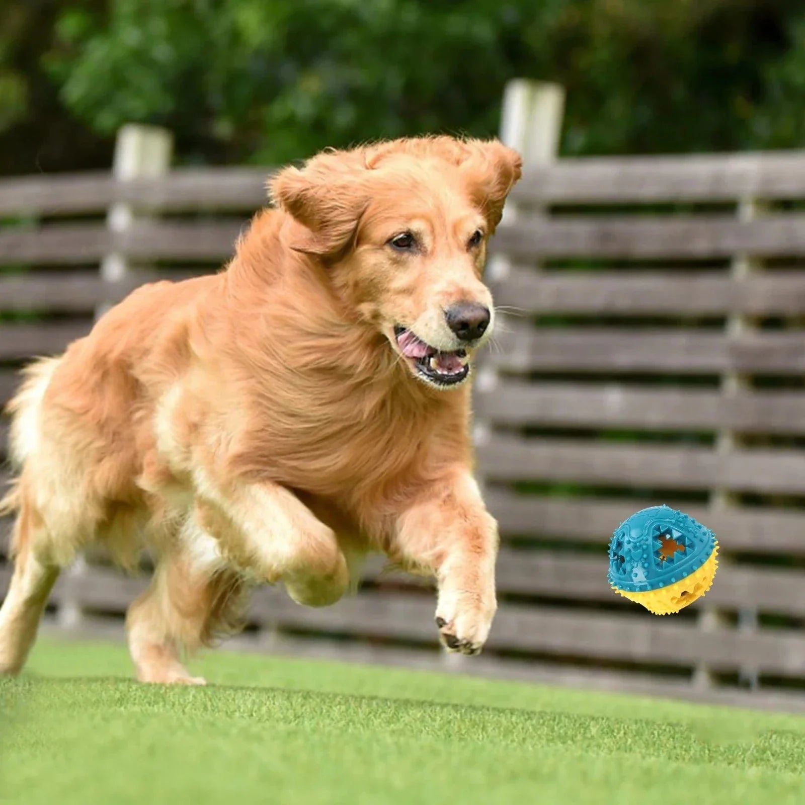 Golden retriever chase une balle distributeur de friandises rouge bleu jaune