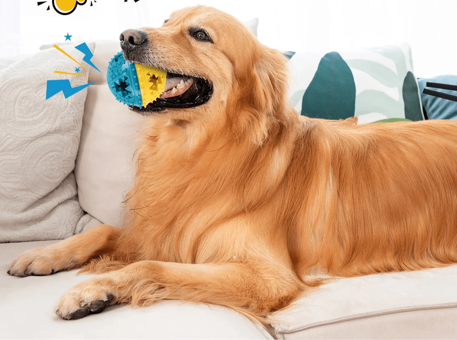Golden retriever boy avec une balle distributeur de friandises rouge jaune et balle à mâcher