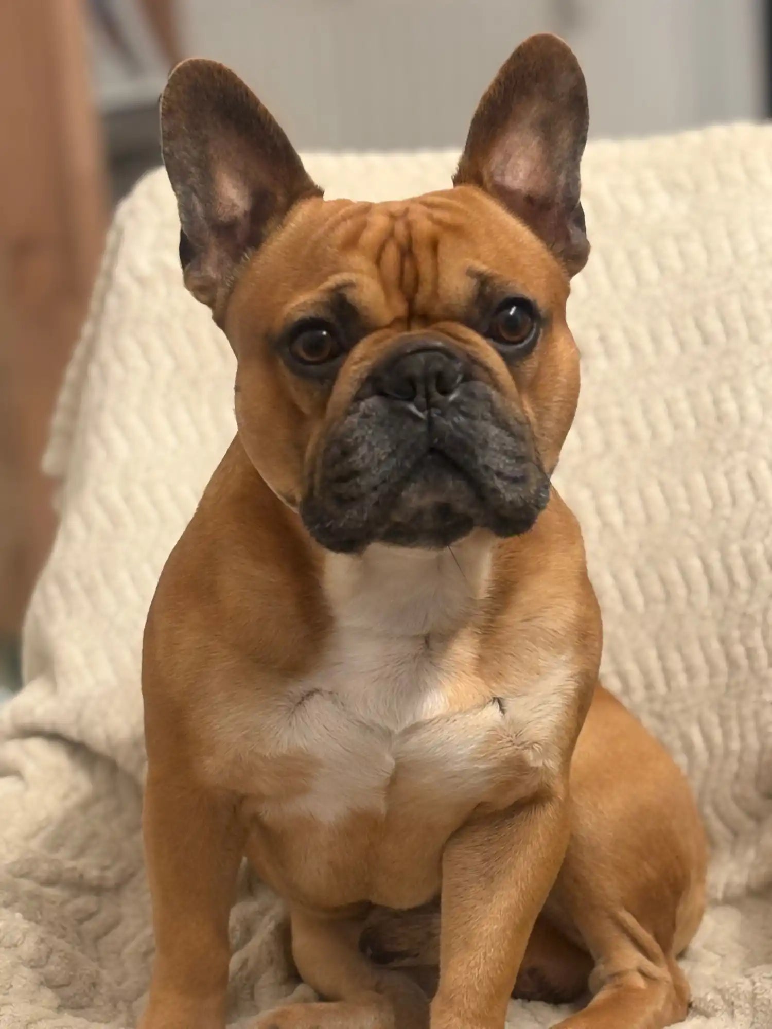 Bouledogue français marron.