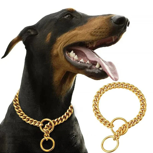 Doberman avec collier chaîne en acier inoxydable 304L brillant pour chien stylé