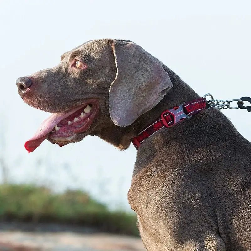Collier pour chien anti-traction Truelove avec bandes réfléchissantes et rembourrage doux