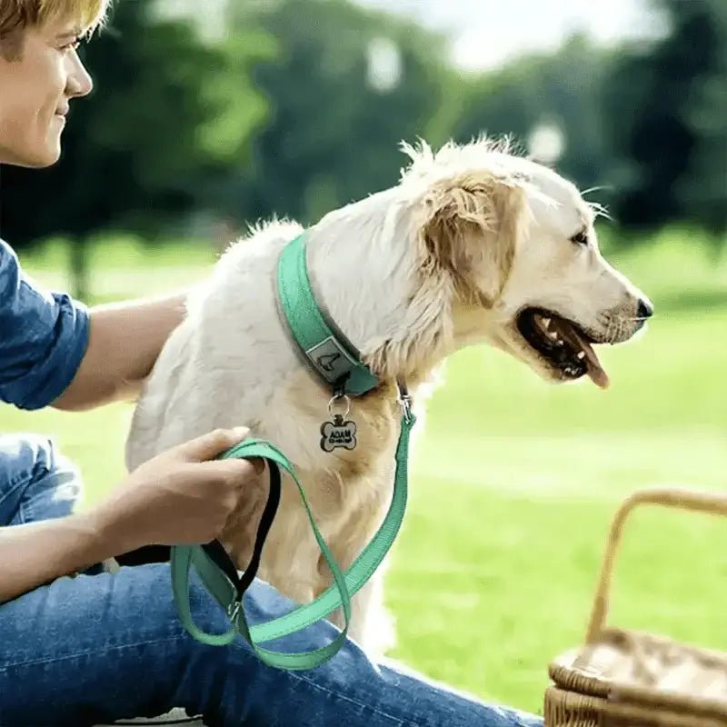 Collier pour chien réfléchissant rembourré avec laisse turquoise, parfait pour balade nocturne sécurisée