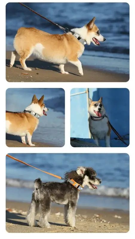 Collection de colliers et laisses pour chien Truelove en nylon cordura avec patch personnalisable