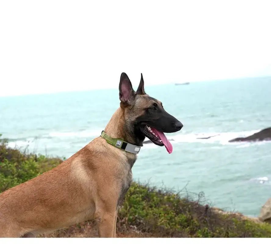 Chien Malinois beige portant collier vert olive en nylon Cordura Truelove avec patch personnalisable