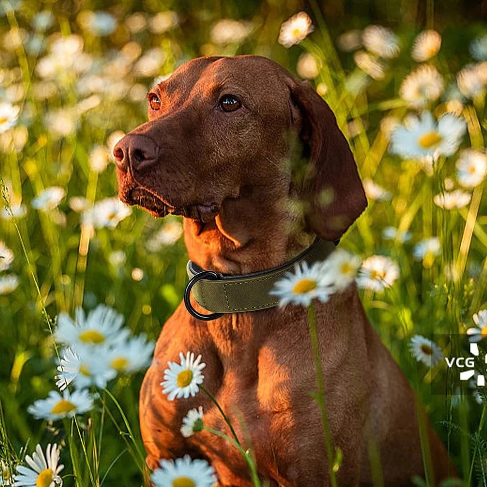 Vizsla avec collier en cuir véritable, collier assure et rembourrage doux stylish