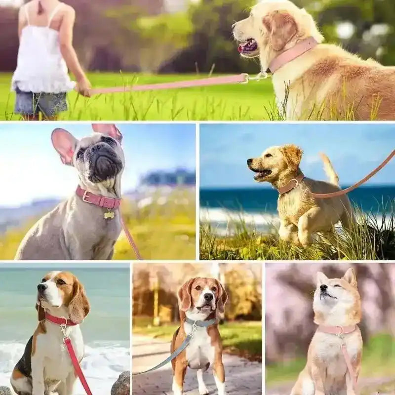 Chiens en laisse attachés.