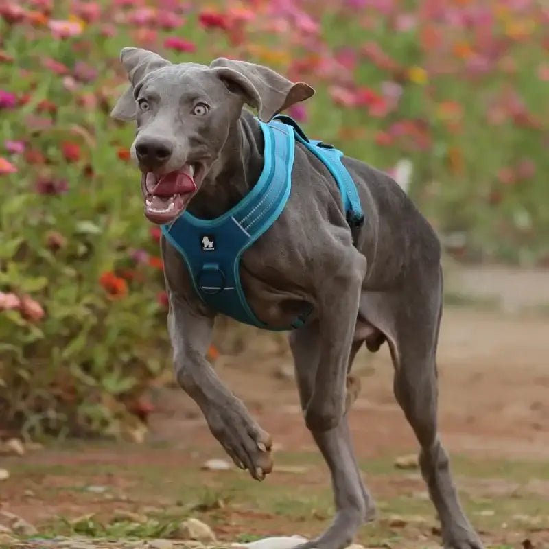 Chien gris avec harnais Truelove et laisse 200 cm pour activités sportives outdoor