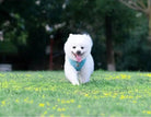 Harnais pour chien Truelove biosourcé 3-en-1 avec petit sac et laisse, chien blanc fluffy