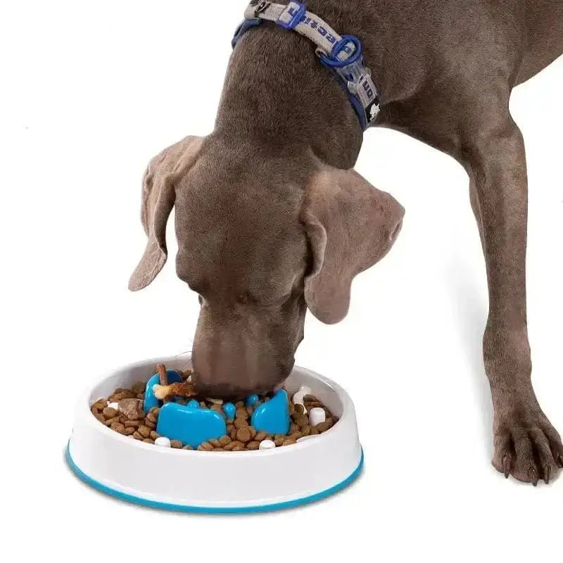 Chien mangeant dans la gamelle Truelove anti-glouton pour digestion lente