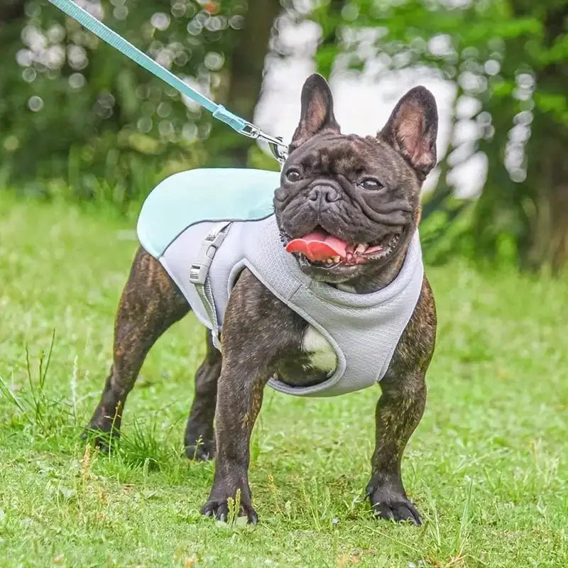 Brindle French Bulldog portant un gilet rafraîchissant pour chien été lors d’une promenade