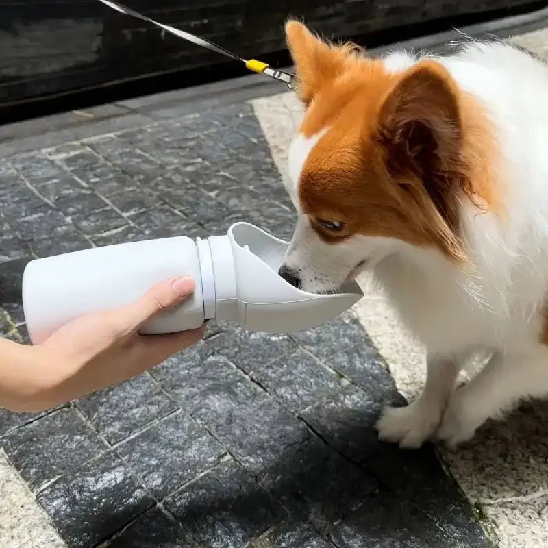 Image d’une gourde pliable pour chien avec bol intégré, pratique et peu encombrante