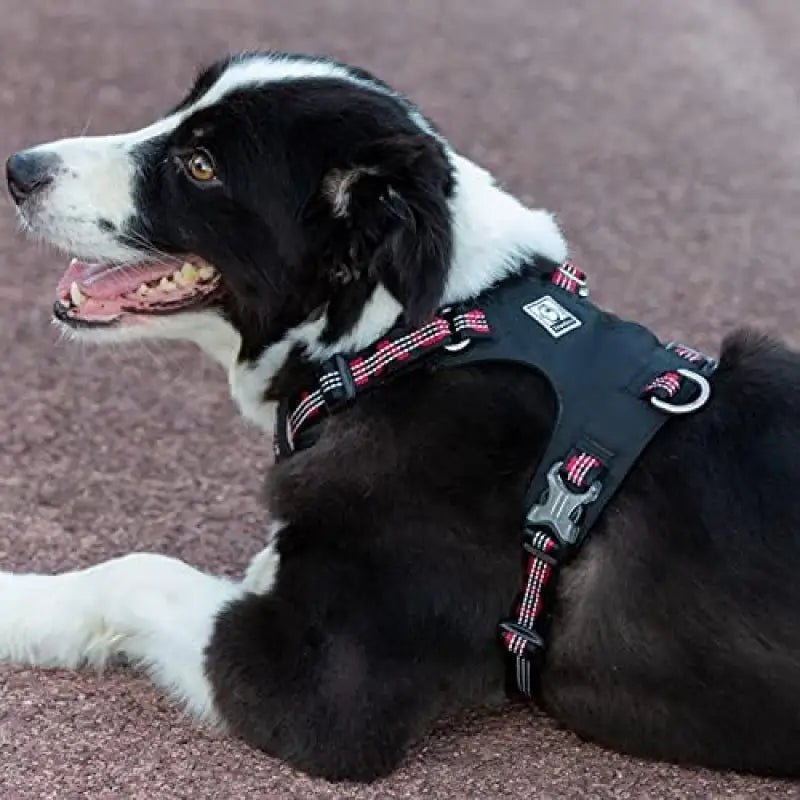 Harnais chien anti traction Truelove Colorado Plus imperméable pour Border Collie noir et blanc