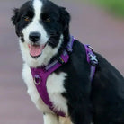 Chien noir et blanc portant un harnais anti traction Truelove Colorado Plus