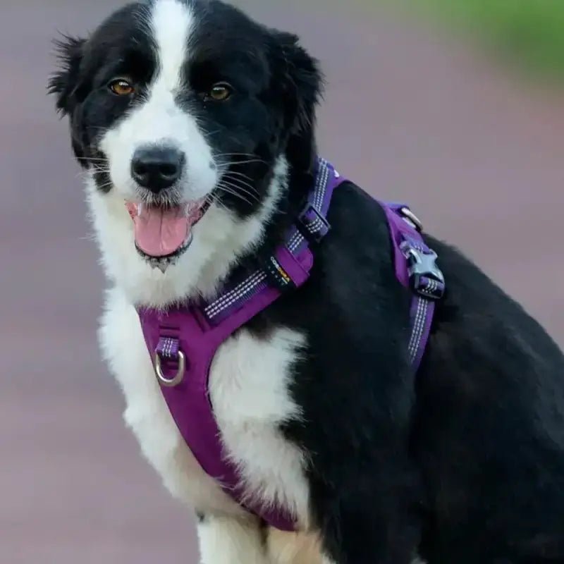 Chien noir et blanc portant un harnais anti traction Truelove Colorado Plus