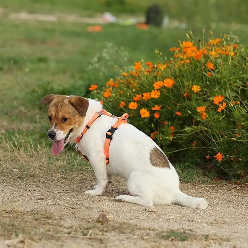 Harnais chien anti traction Truelove Mountain Mountain TLH6071 avec chien blanc et marron