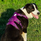 Harnais chien anti traction avec double design Winhyepet YH1807 et boucles duraflex