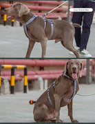 Harnais pour chien Truelove TLH6571 en néoprène SBR avec doublure néoprène, gris Weimaraner