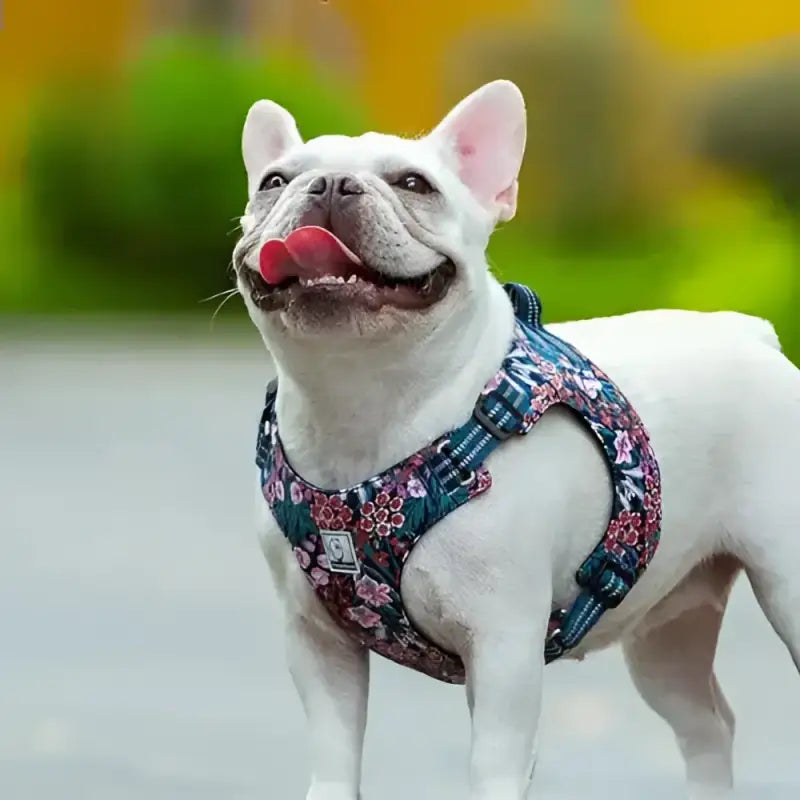Harnais pour chien en Y Truelove Country Plus motif original floral pour chien stylé