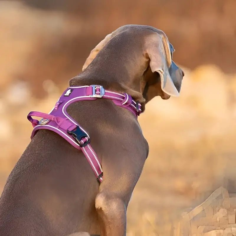 Harnais pour chien en Y Truelove Country Plus, ergonomique, sécurisé, double attache