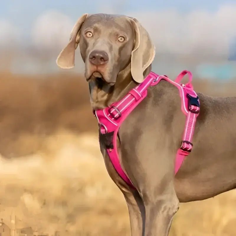 Harnais pour chien en Y Truelove Country Plus ergonomique et sécurisé avec double attache