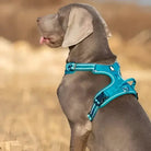 Harnais pour chien en Y Truelove Country Plus ergonomique et sécurisé avec double attache