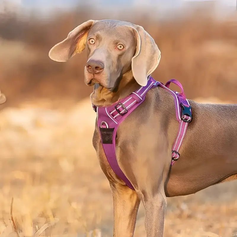 Harnais pour chien en Y Truelove Country Plus ergonomique et sécurisé avec reflet
